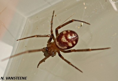 Steatoda grossa